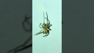 Yellow Sac Spider - Action Scene