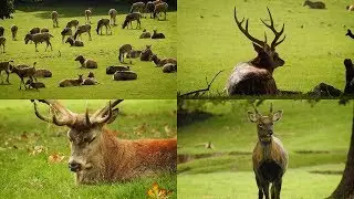 Woburn Abbey Deer Park