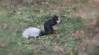 Cool Leucistic Squirrel!