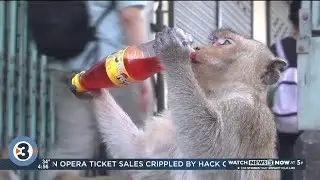 Newshounds Now Update: Monkeys gone wild