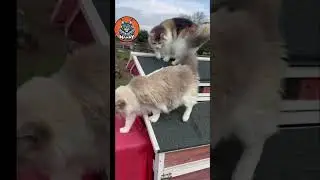 Chickens & Cats: The Ultimate Coexistence