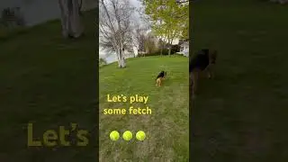Out for a game of fetch. #dogsdoingthings #puppy #germanshepheard #chocolatelab #doglife #cutepet