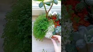 Миниатюрный сад суккулентов  #сукуленти #растениядома #tinygarden