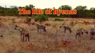 what you don't know about hyenas