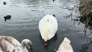 Feeding Time for Cygnets & Swans on 11/12/4