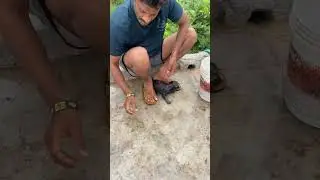 #professionaldogtrainer