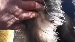 Шампунь Relax and Guard 2018 &mdash; Old Style Horse Remedies