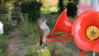 Hummingbird up close in normal speed and slow motion