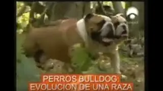 Bulldog Evolucion de una raza