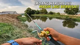 Lubuk Ladang Haruan Ini MASIH LAGI Berbisa!!