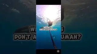 Why orcas don&rsquo;t attack humans? #shorts #ocean #facts