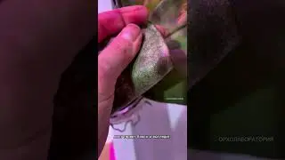 Самые опасные вредители орхидей и комнатных растений, фото и название!  Как с ними бороться !