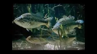 Pesca (1) black bass : habitat e esche principali per il black bass