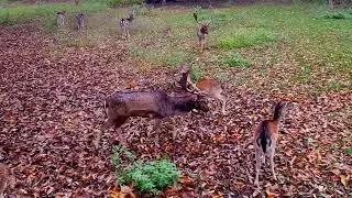 Deer Mating Season 🦌 | Rut in a November Park | Powerful Calls in Hirschgarten! #animals