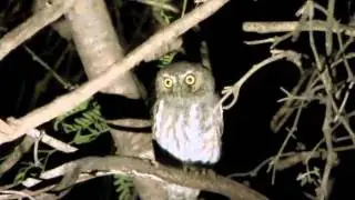 Elf Owl