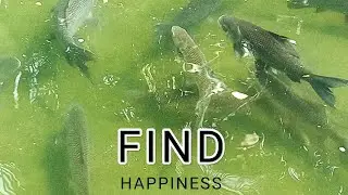 মাছের ডিম থেকে কিভাবে বাচ্চা তৈরি হয় How fish hatch from eggs