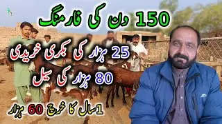 150 DAY's Goat Farming Plan - Successful Goat Farming Model