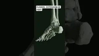 Flexion Extension of Foot #anatomy #anatomy3d #movement #muscle #feet #foot #shorts
