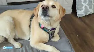 Embark Adventure Dog Harness Showcase // Dog Harness Instructions