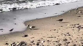 Patinegro Birds / Birdfamily Running on Calahonda Beach/ Funny quik Birds