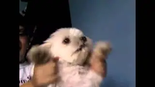 CUTEST VINE EVER!/Vine #17