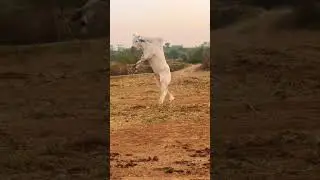 Racer bull #youtubeshorts #shortvideo #viral