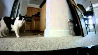 iRobot Roomba 650 AKA Woodhouse Loves My Cats