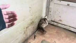 Little kittens sleep without mother in a cold room