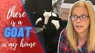 LIFE WITH A HOUSE GOAT | Story time || Baileys Barn