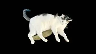 Dyzio cat spinning 12h with chips