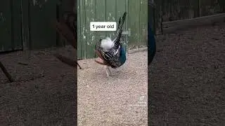 How grow Peacock baby&rsquo;s in usa beautiful baby&rsquo;s #like #trending #viral