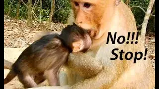 So Pity ! Poor baby Toni Mom kidnapper Tara weaning milk bite head hurt much.