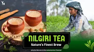 Nilgiri Tea - Nature's Finest Brew | Nilgiri Hills, Tamil Nadu | Prashant Marathe | Young Homie