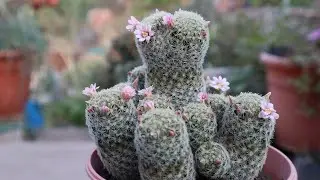 Mammillaria giselae - características y cuidados -  Mammillaria schiedeana subs. giselae - cactus