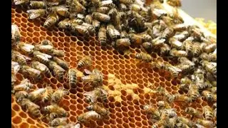 Honey Bee Farming | Bee Keeping
