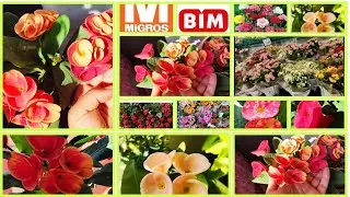 📣BİM MİGROS BU HAFTA EVDE DİKENLER TAÇLARIM KORUMAYA ALINAN CEYLAN GÖZÜ SARDUNYA KALONŞO SON HALLERİ
