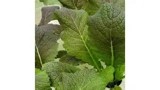 My Red Giant Mustard
