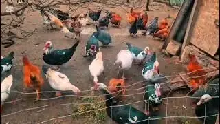 Păsări de curte 🐓🦆#poultry#lifecountry