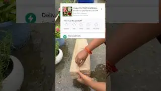 Meesho se mangaye 4 variety ke Gulab plants 🌹 | Plant condition dekh ke khushi ho gayi!