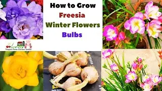How to grow #freesia winter flowers bulbs with Soil and #fertilizer tips at Asim Rooftop Garden