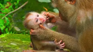 Baby Leo don't like his mom grab his head to groom & he wanna playing