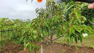 Perawatan durian pada masa pertumbuhan #durian #petani #berkebun 