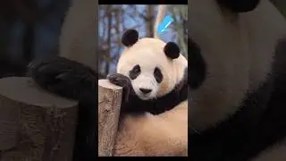 Cute Panda is Most Rare 😱🐼 #shorts #animals