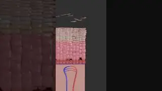 Epidermis | Regeneration