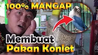 cara membuat pakan lovebird konslet, durasi ngekek makin panjang || BAMIS LOVEBIRD farm