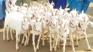 11 White Tapri Goat Breed| Documentary
