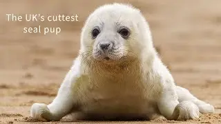 Cute Grey Seal Pups | Norfolk