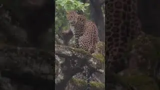 #rain #leopard #wildlife #kabini #nature