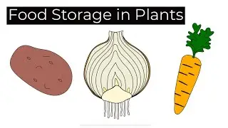 Modified Plant Food Storage Organs-Leaving Cert Biology (Ireland)