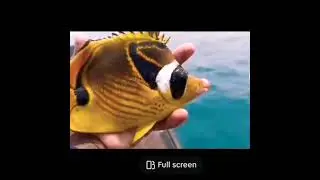 #colourful_fishes #fish #fish_trap #fisherman #fishing_hook #bigfish #fishing_video #fishinglife#sea